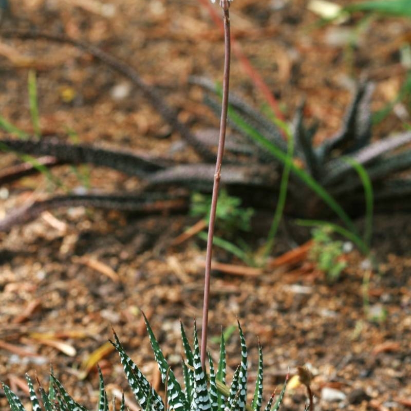 Zebra Haworthia Haworthia fasciata